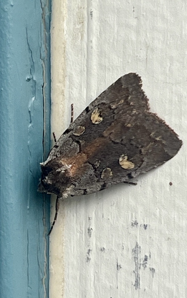 Dull Reddish Dart