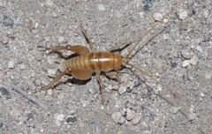 Ceuthophilus hesperus