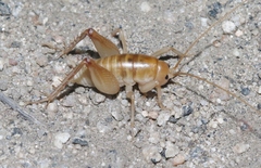 Ceuthophilus hesperus