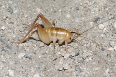 Ceuthophilus hesperus