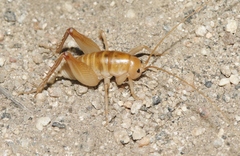 Ceuthophilus hesperus