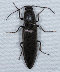 Proludius silvaticus