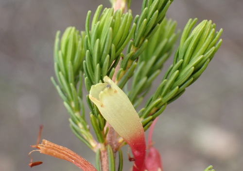 Image of Erica unicolor by (c) Nicola van Berkel, some rights reserved (CC BY-SA)