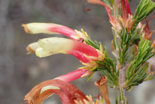 Image of Erica unicolor by (c) Nicola van Berkel, some rights reserved (CC BY-SA)