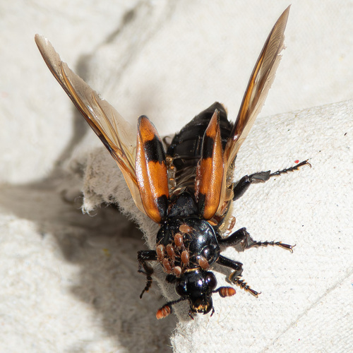 Banded Sexton Beetle