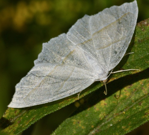 Pale Beauty photo 4