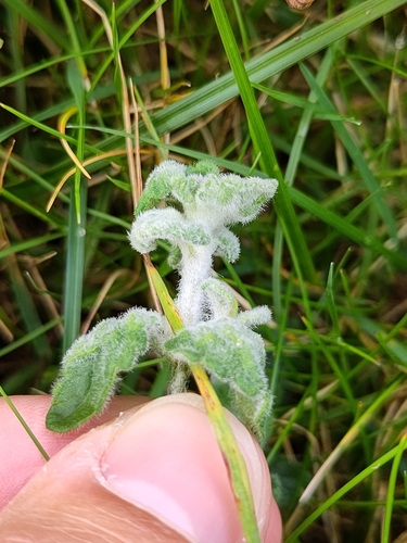 Aceria anceps