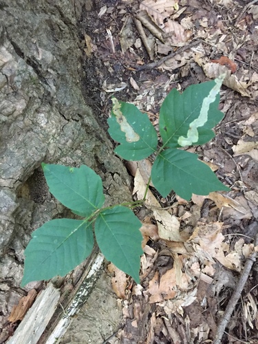 Photo of Poison Ivy Leaf-miner Moth (Cameraria guttifinitella)