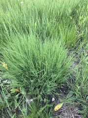 Muhlenbergia cuspidata