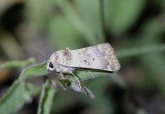 Pseudacontia crustaria