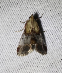 Cacozelia basiochrealis