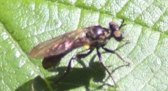Eudioctria