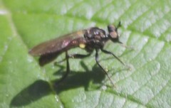 Eudioctria
