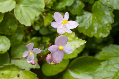 common begonia (Begonia crenata)