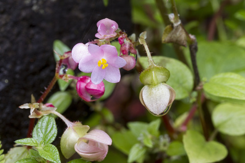 Begonia crenata, photograph 2