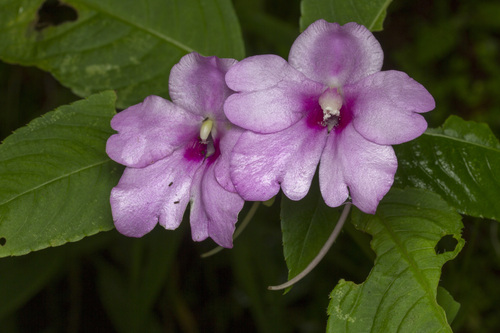 Image of Impatiens pulcherrima by (c) Ramesh Shenai Jr., some rights reserved (CC BY)