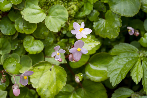 Begonia crenata, photograph 3