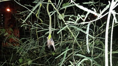 Ahaetulla