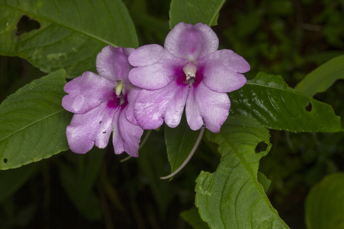 Image of Impatiens pulcherrima by (c) Ramesh Shenai Jr., some rights reserved (CC BY)