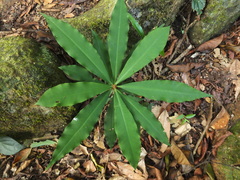 Ardisia pauciflora