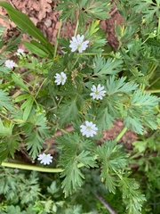 Pseudostellaria jamesiana