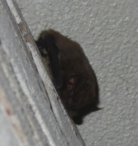 Nathusius' Pipistrelle, Amsterdam-Noord, Amsterdam, Netherlands, photo 8 of 10