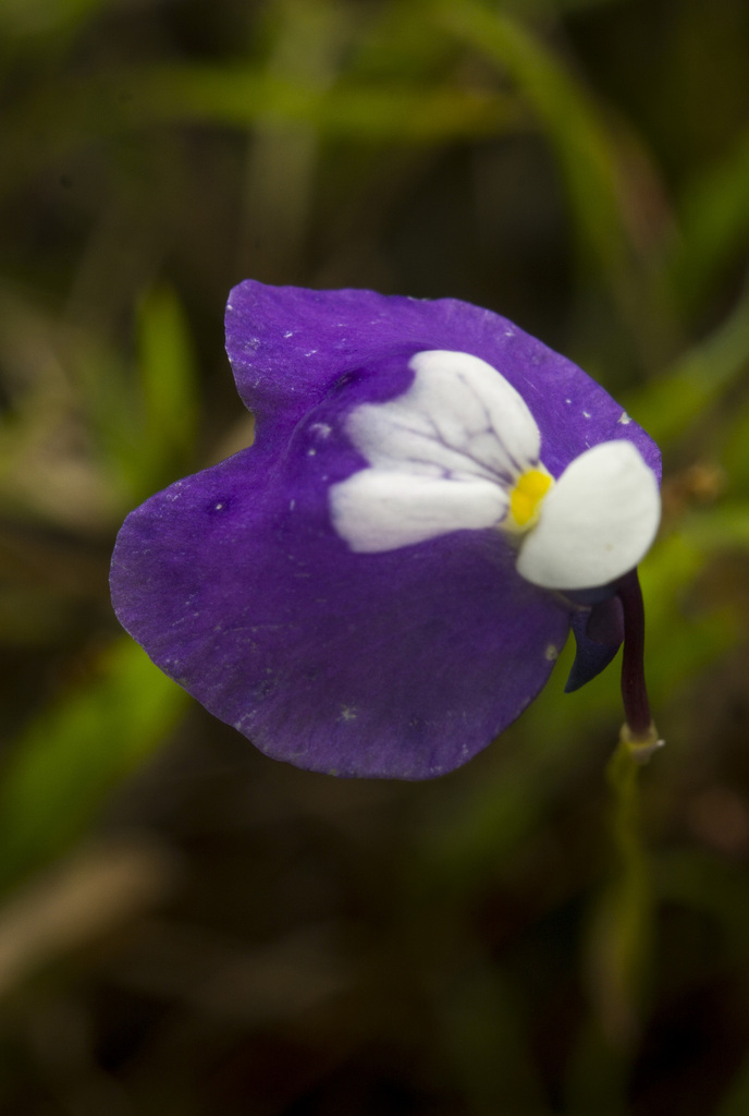 Utricularia albocaerulea Dalzell 2