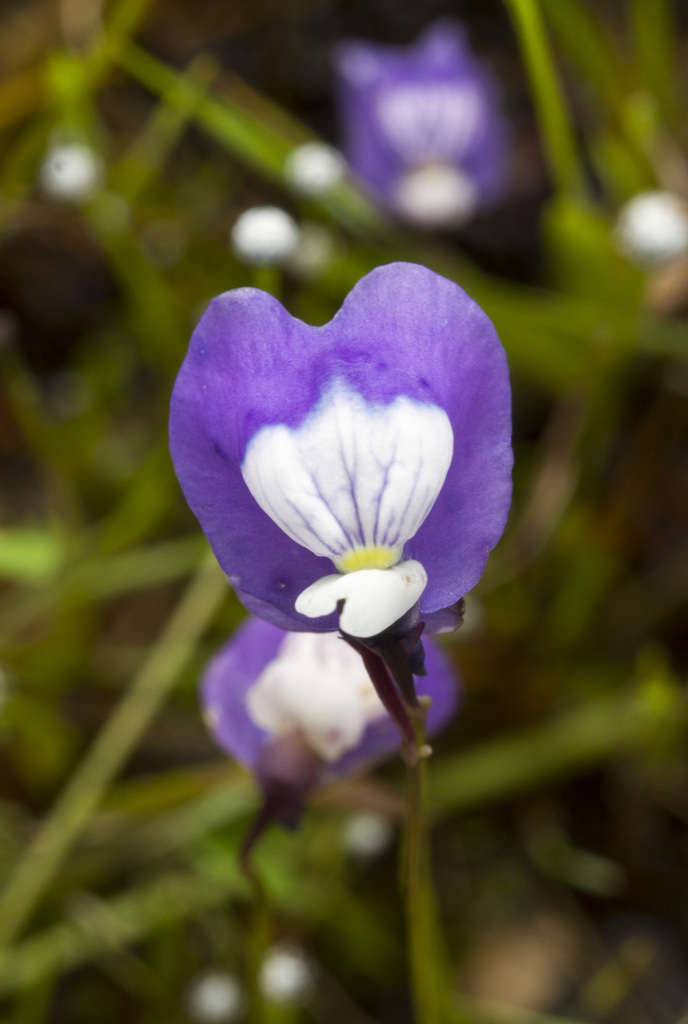 Utricularia albocaerulea Dalzell 3