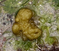 Leathesia marina