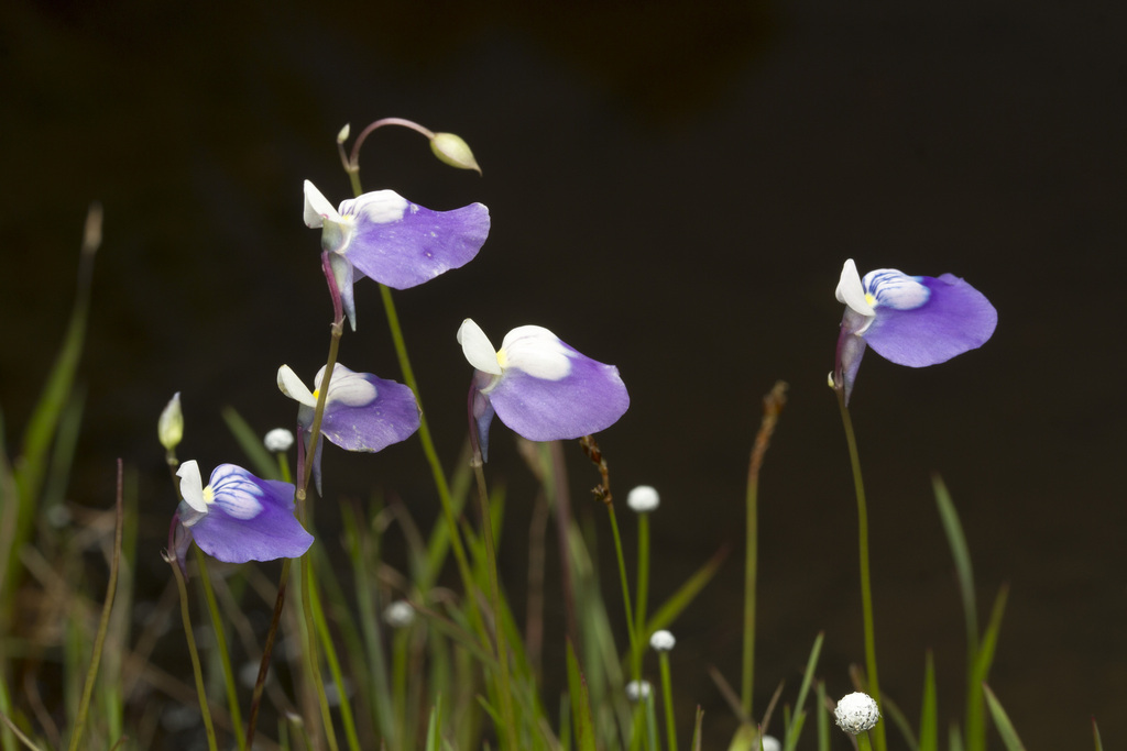 Utricularia albocaerulea Dalzell 4