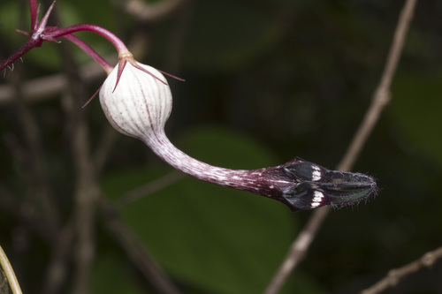 Ceropegia oculata