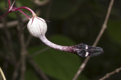 Ceropegia oculata
