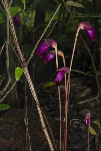 Image of Aeginetia indica by (c) Ramesh Shenai Jr., some rights reserved (CC BY)