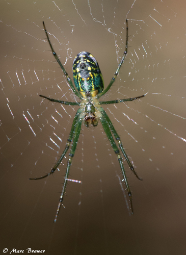 Orchard Orbweaver, photo 4 of 7