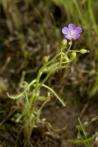 Image of Drosera indica by (c) Ramesh Shenai Jr., some rights reserved (CC BY)