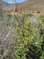 (c) seasand66, some rights reserved (CC BY) Quercus cedrosensis, photograph (c) seasand66, some rights reserved (CC BY)