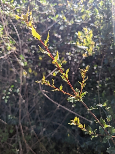 Quercus cedrosensis, photograph 3