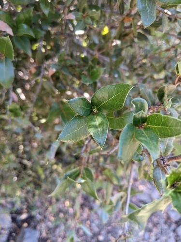 Quercus cedrosensis, photograph 4