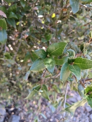 (c) seasand66, some rights reserved (CC BY) Quercus cedrosensis, photograph (c) seasand66, some rights reserved (CC BY)