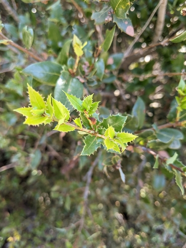 Quercus cedrosensis, photograph 5