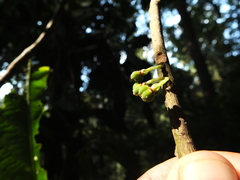 Agrostistachys indica