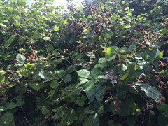 Rubus armeniacus