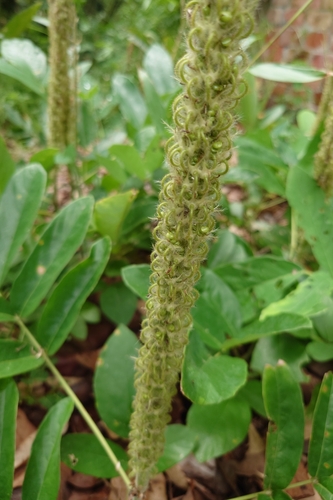 Image of Uraria crinita by (c) 如此甚好, some rights reserved (CC BY)