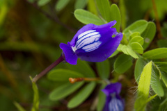Netted Bladderwort (Utricularia reticulata)
