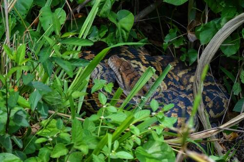 Australian Scrub Python sighting