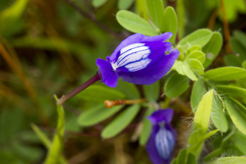 Image of Utricularia reticulata by (c) Ramesh Shenai Jr., some rights reserved (CC BY)