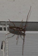 Elaphidion mucronatum