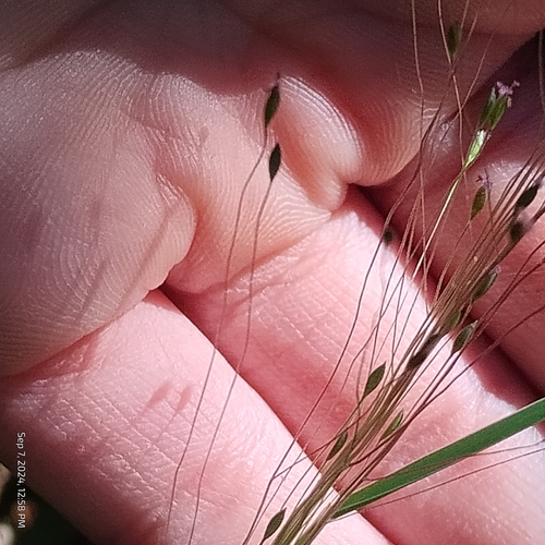 Image of Digitaria cognata by (c) Bryce, some rights reserved (CC BY)