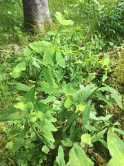 Euphorbia purpurea