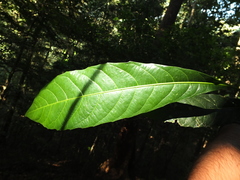 Agrostistachys indica